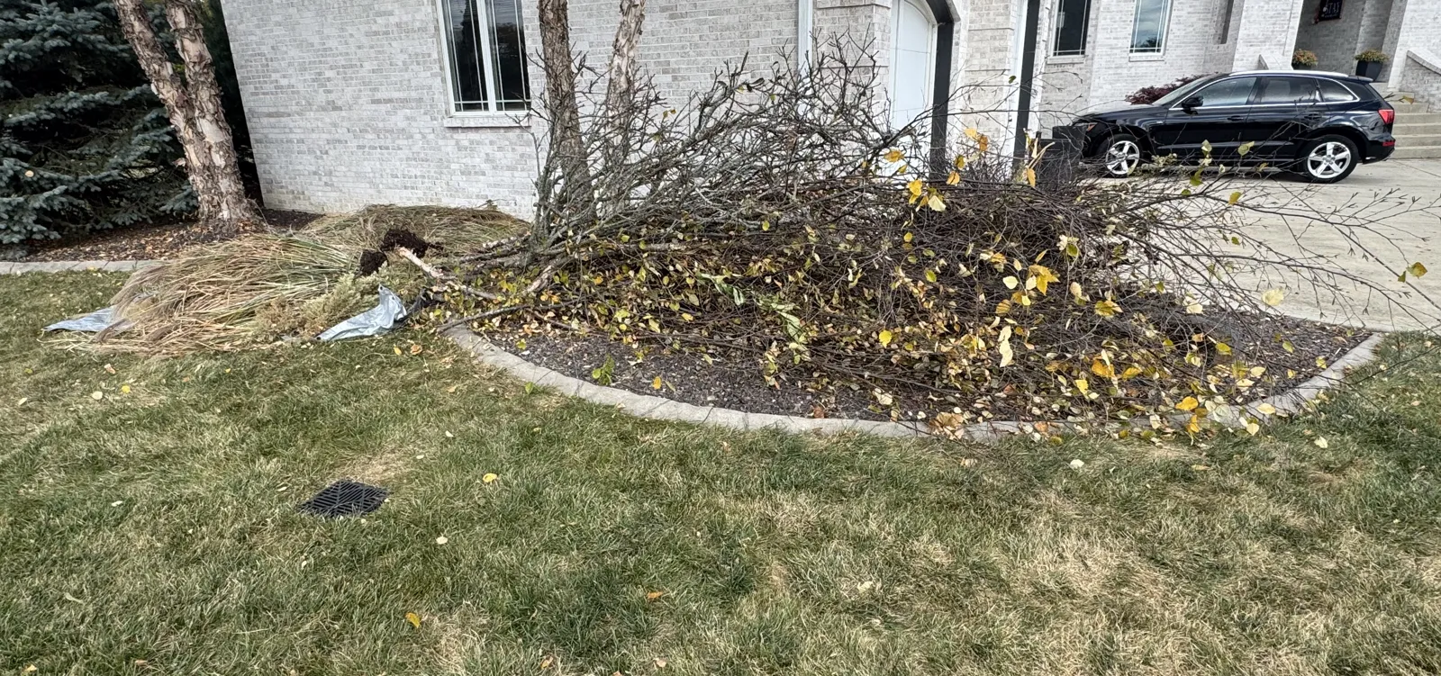 A pile of cut tree branches with yellow leaves in a mulch bed in front of a light-brick home